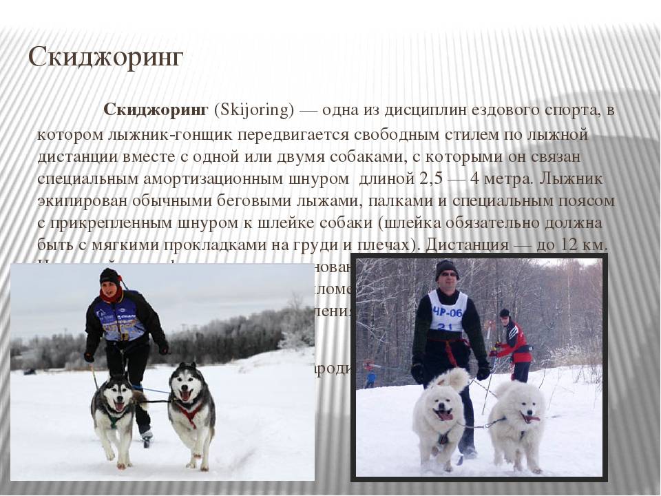 Скиджоринг с собакой