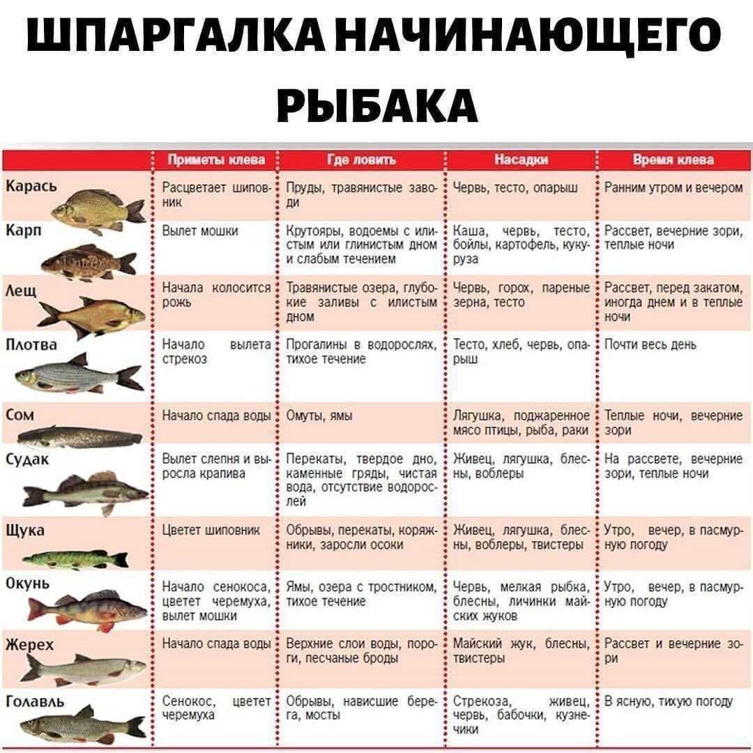 Как правильно ловить на блесну? виды и правила при выборе - читайте на сatcher.fish