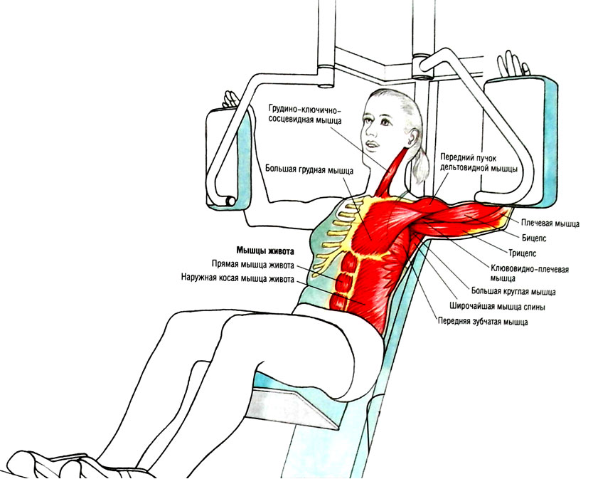 Тренажер пек дек (бабочка, peck-deck): виды и правильная техника упражнений на сведение рук